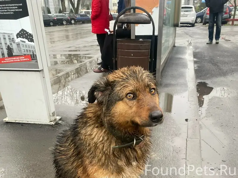 Пропала собака Дина