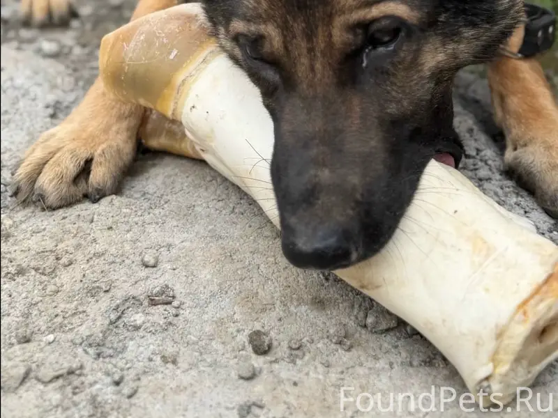 Пропал пёс Царь, район причалов
