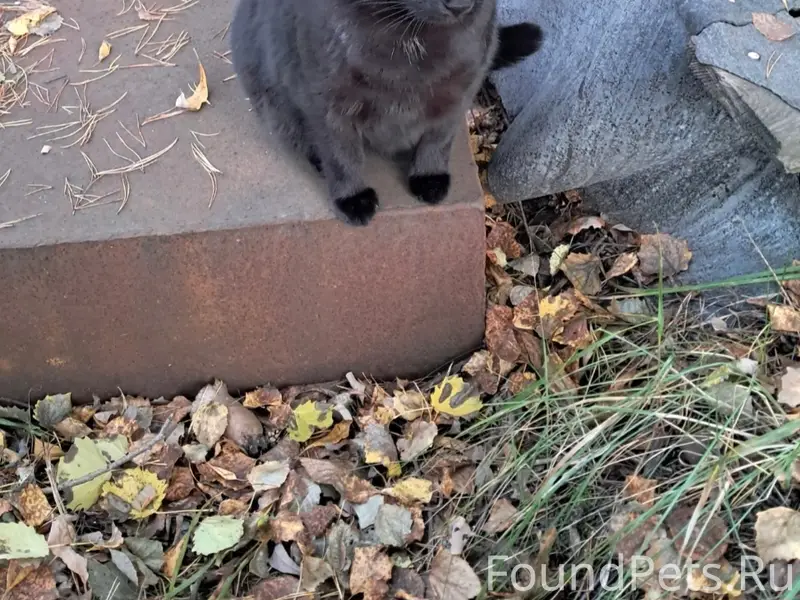 Пропал кот Котофей, Сысерть