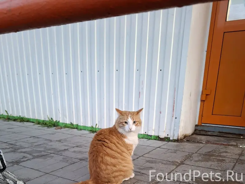 Найден кот, 10 микрорайон