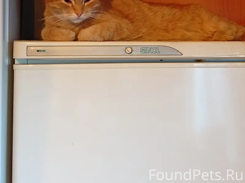 Найден котик, г. Кинель