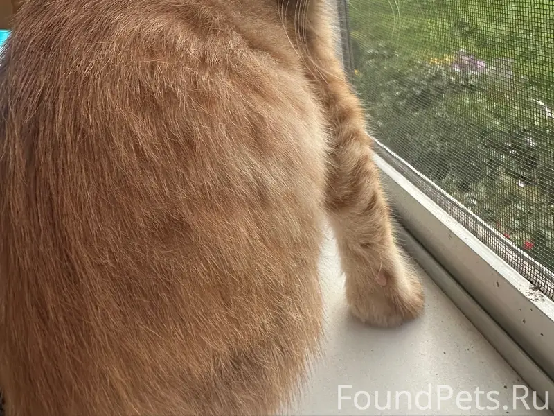Найден кот, Химмаш