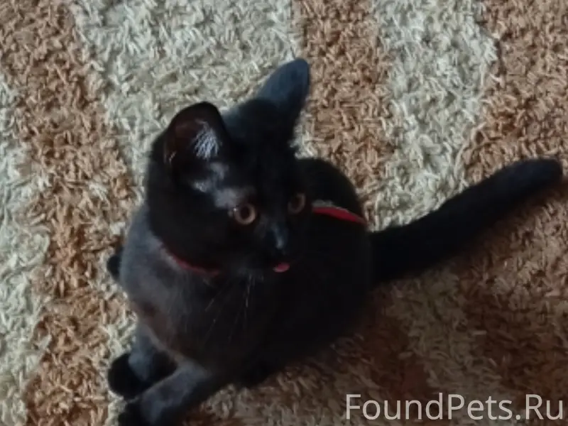Пропал чёрный котёнок, Красноуральск