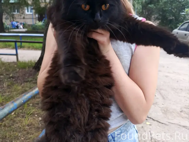 Найдена кошка, подъезд дома 31