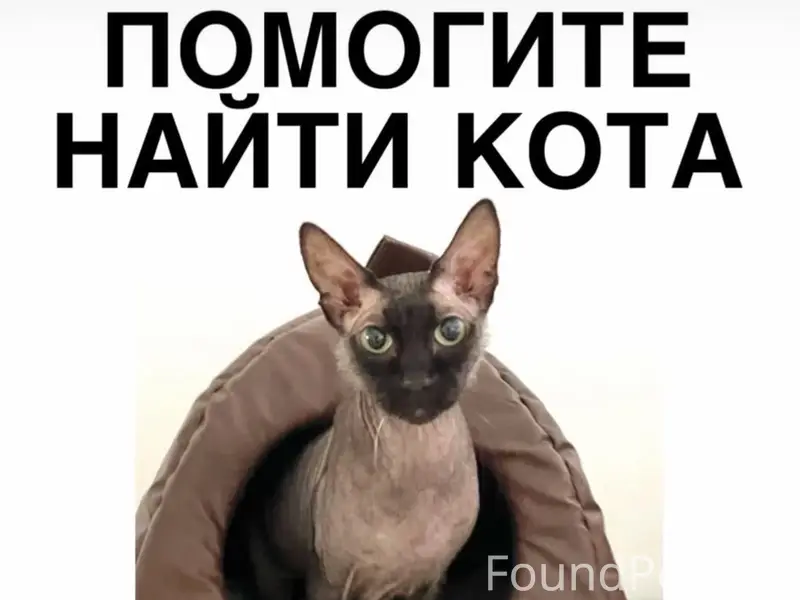 Пропал сфинкс!!