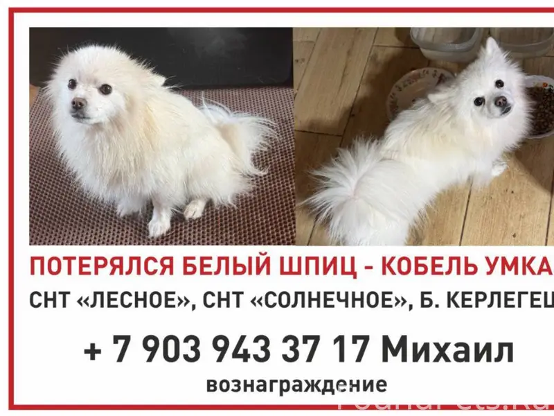 Малый немецкий шпиц