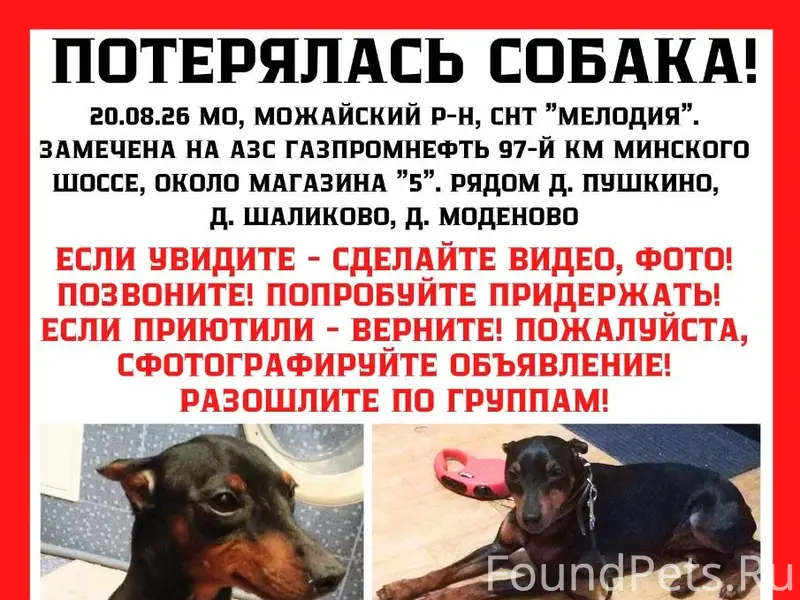Пропала собака! 