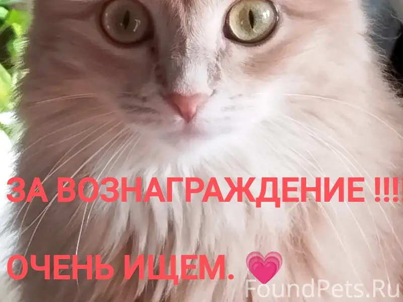 Потерялась кошечка АСЯ 