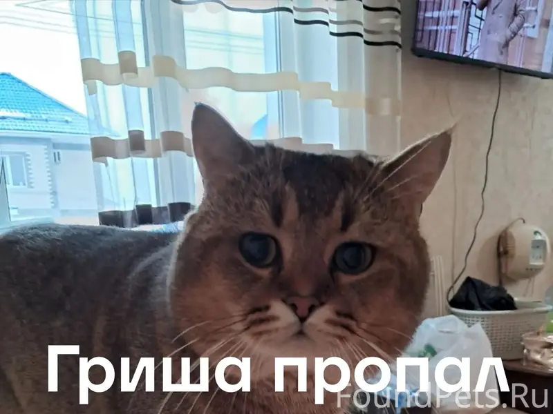 Пропала собака, СНТ Колос2