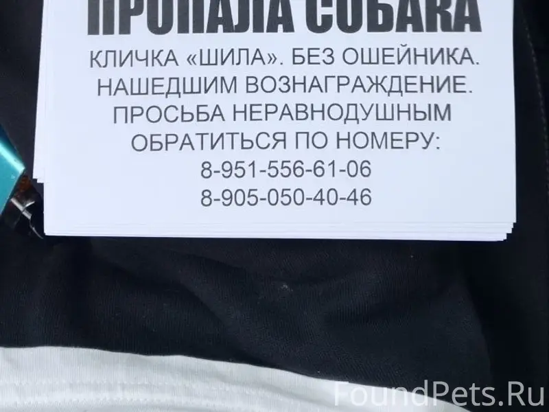 Пропала собака, Шилово
