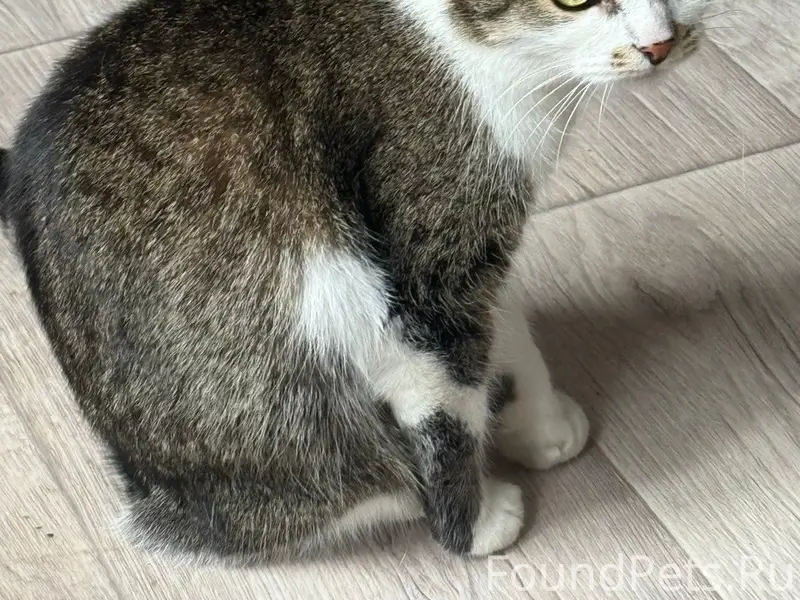 Пропала кошка Тося, Микрорайон северный