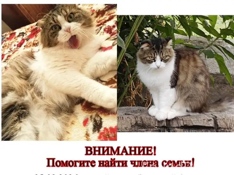 Пропал кот,