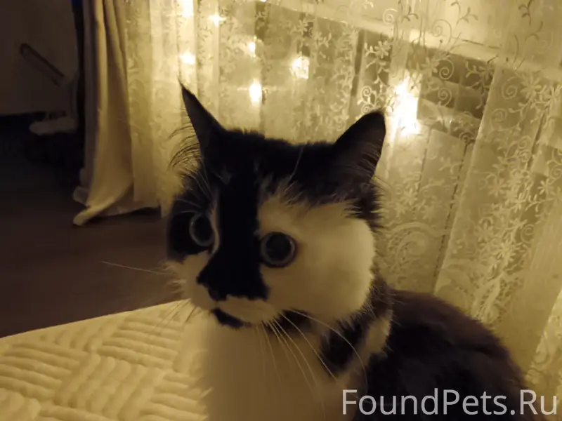 Пропала кошка
