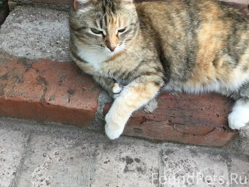 Пропала кошка, ул. Славная