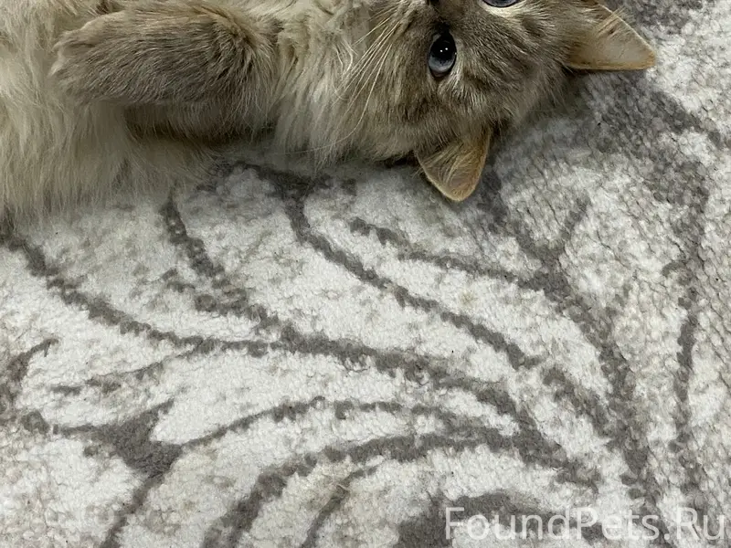 Пропала кошка, улица Береговая