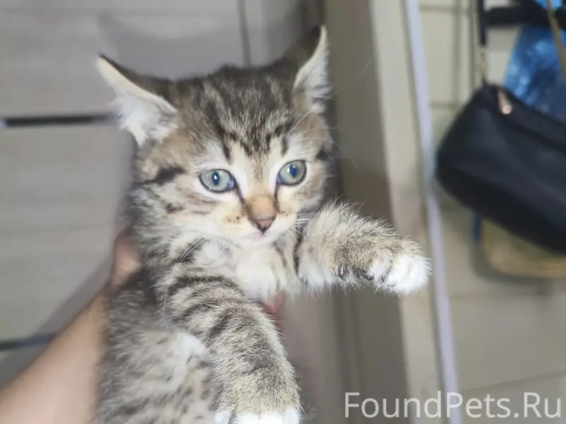 Найден котёнок, Литвиново