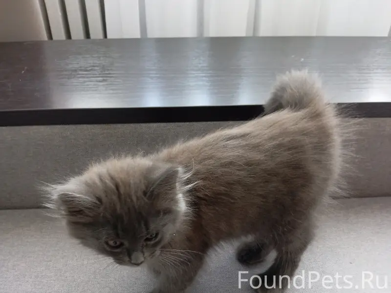Пропал котёнок Кит, Воронеж