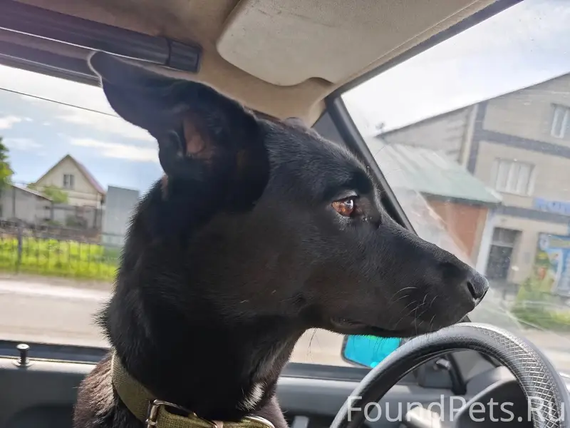 Пропал пёс Джекич