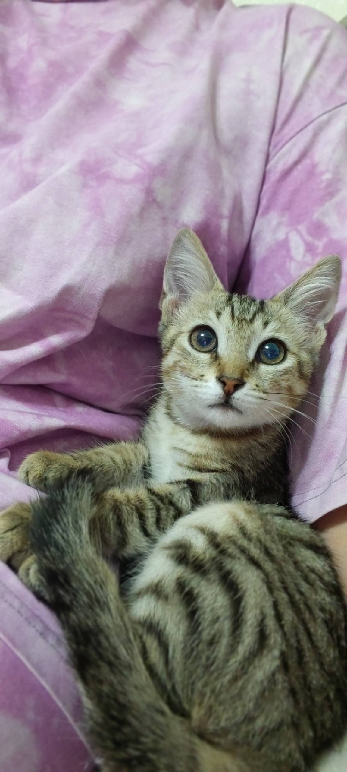 Пропала кошка, Омск, Заозёрная, 21