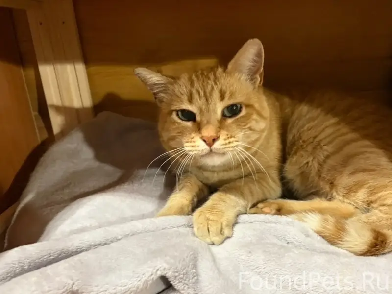 Пропал рыжий кот Филя, поселок Пыра