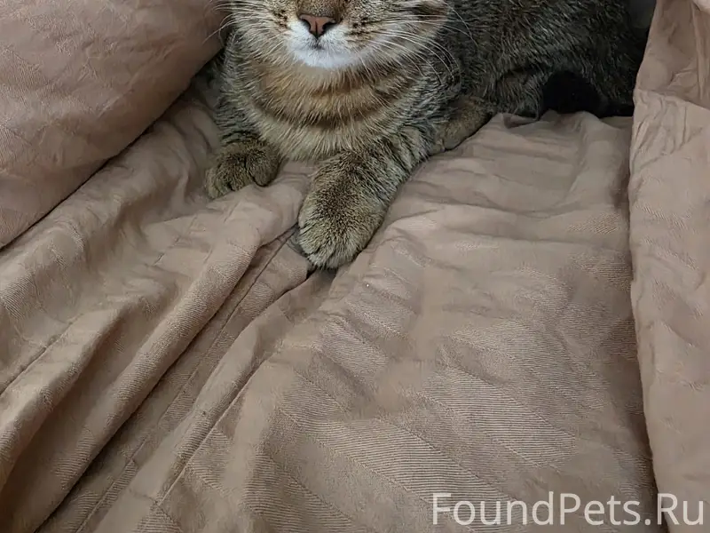 Пропала кошка (котёнок), Семёновское