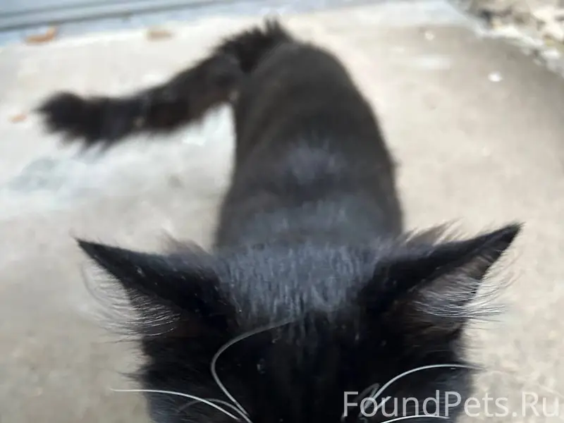 Найден длинношёрстный кот, улица Гайвинская