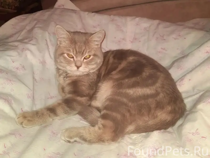 Найден кот, Верхнеуральск