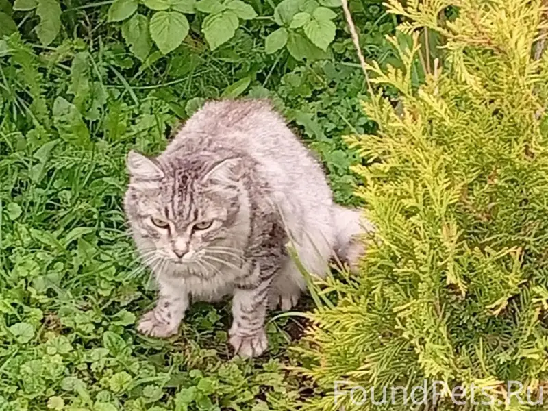 Найдена кошка, Марьин Лог