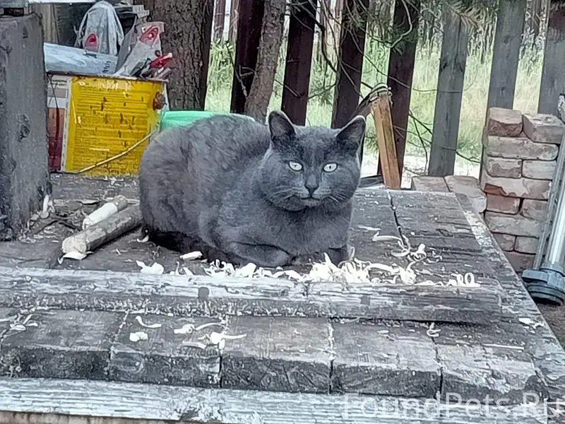 Найден кот