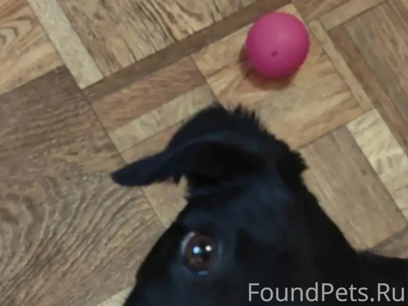 Пропала чёрная собака Буся, Масловка, Воронеж