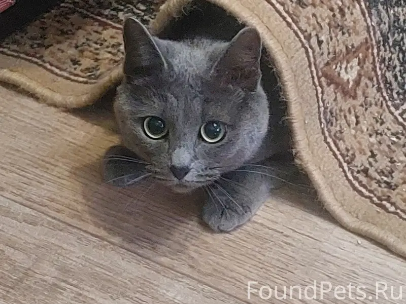 Пропала кошка, Тольятти, Центральный район