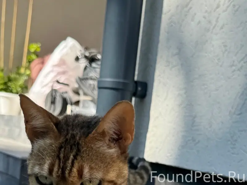 Найдена кошка, похожа на бенгальскую, без дома