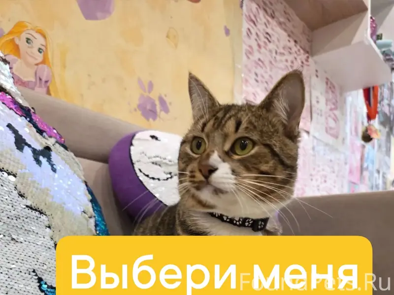 Найден кот Аполлон