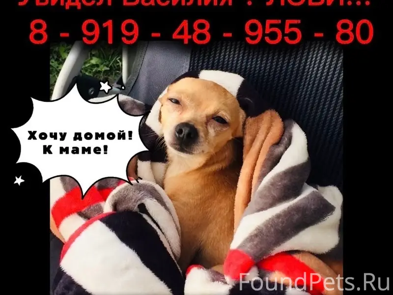 Пропал тойтерьер Василий, Краснокамск