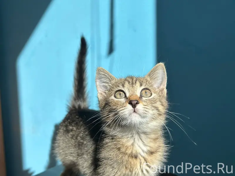 Найдена маленькая кошка, Павлово