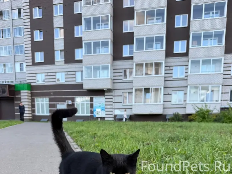 Найден кот, район Новгородская, 40