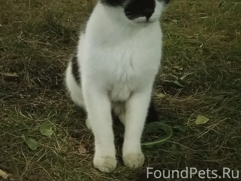 Пропала кошка, Калуга