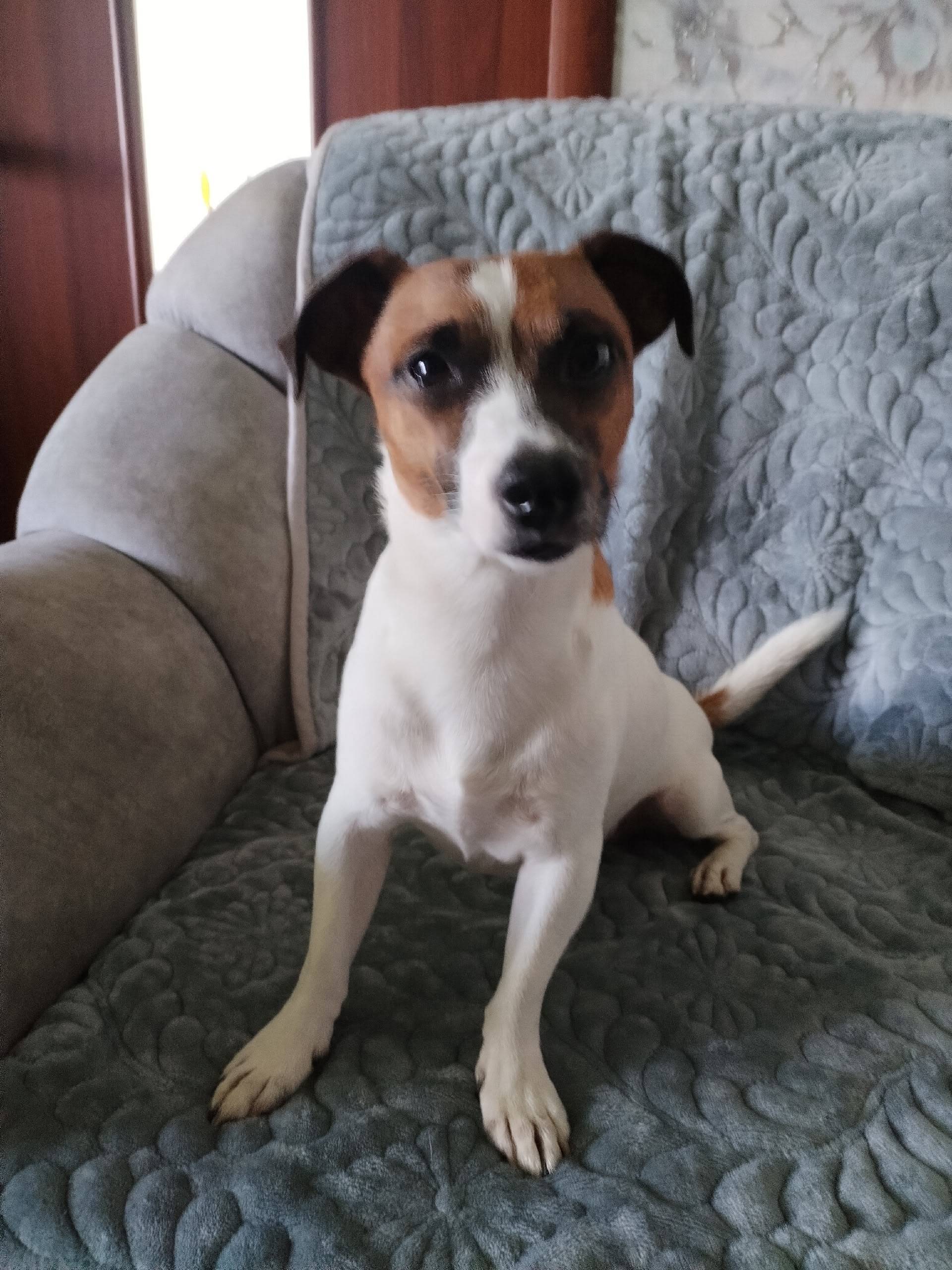 Найден Джек рассел, ул. Демкина 8
