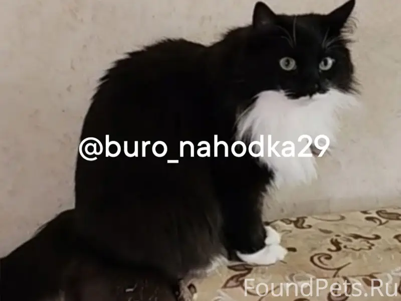 Пропала чёрно-белая кошка Пуша, СНТ Дружба