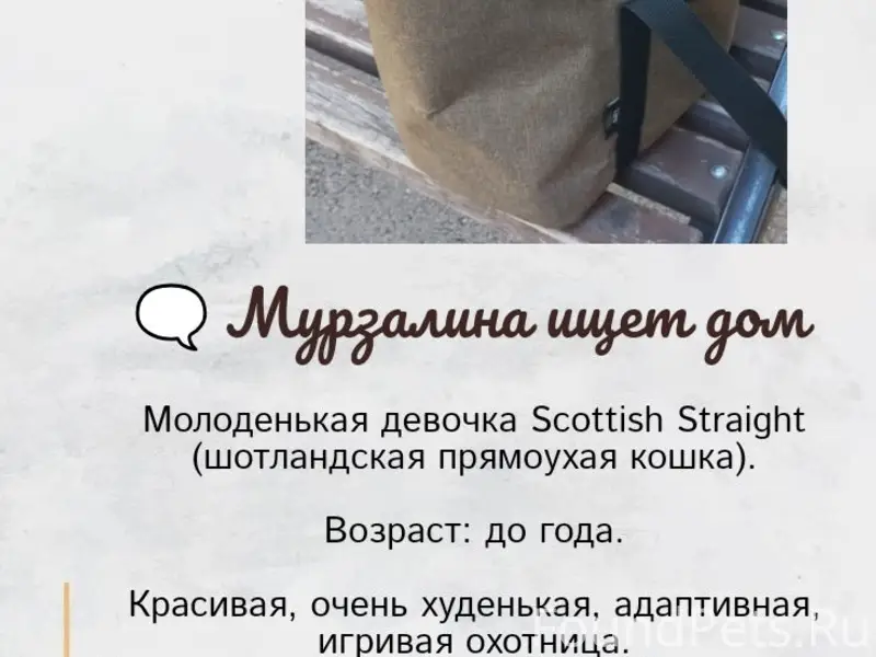 Найдена кошка Мурзалина, Комсомольская Набережная