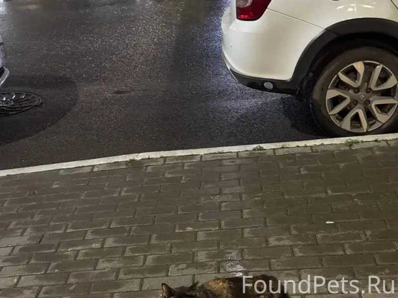 Найден котёнок, ЖК Новые Горки