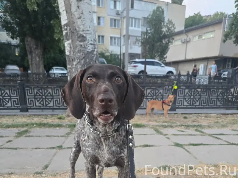 Пропала сука курцхаара Кара, Симферополь