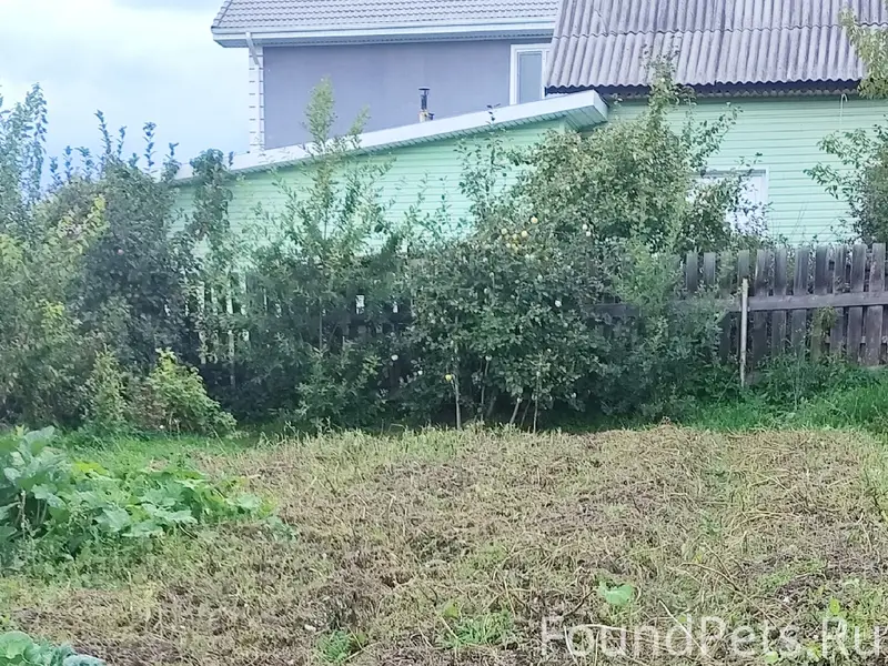 Пропал котёнок Котя или Тиша, г. Нижняя Салда