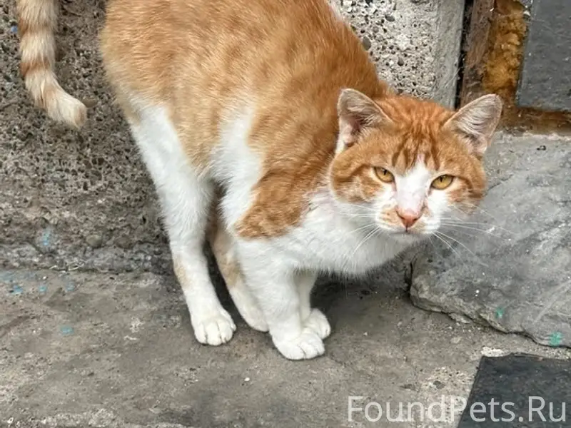 Найден кот, улица Школьная