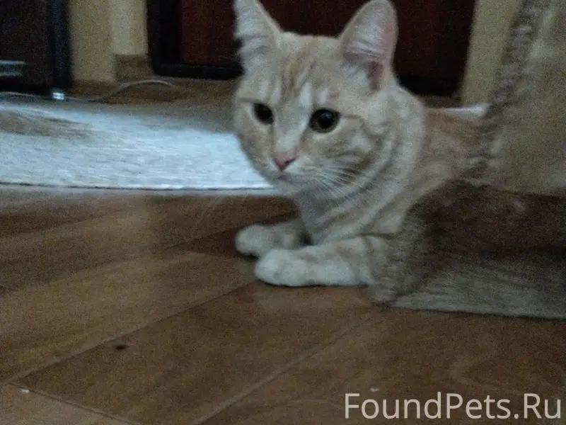 Найден рыжий кот, район Лебедева, 16