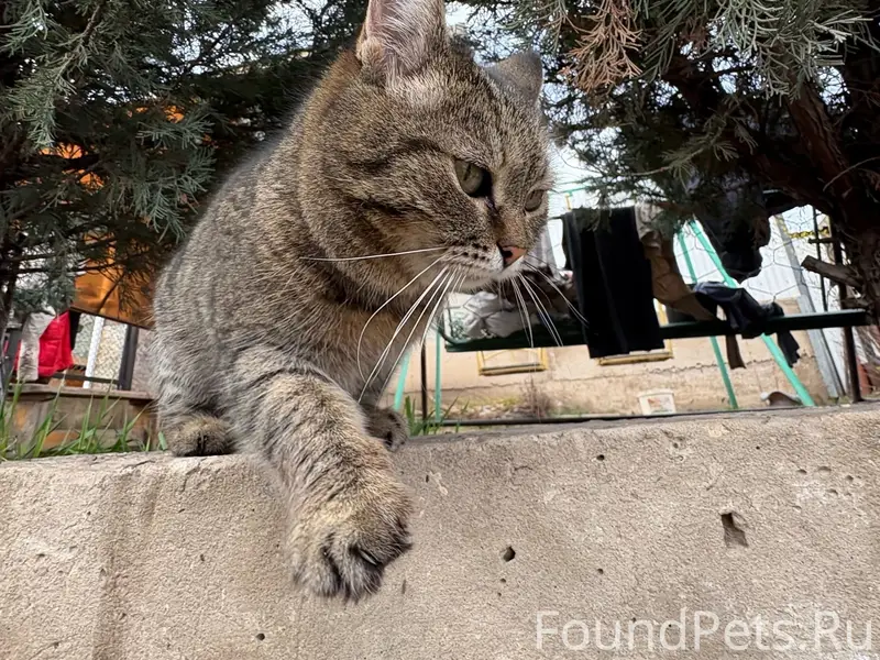 Пропала кошка, Тольятти, улица Свободы