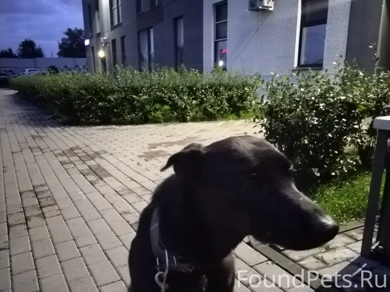 Пропал пёс Джек, Полетаево 2
