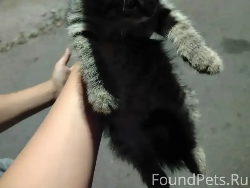 Найден котёнок, Кубанева 21
