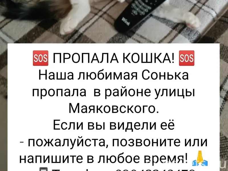 Пропала кошка Соня, Сосновка
