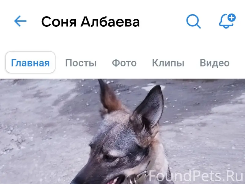 Пропала собака Малия, район Фокуса